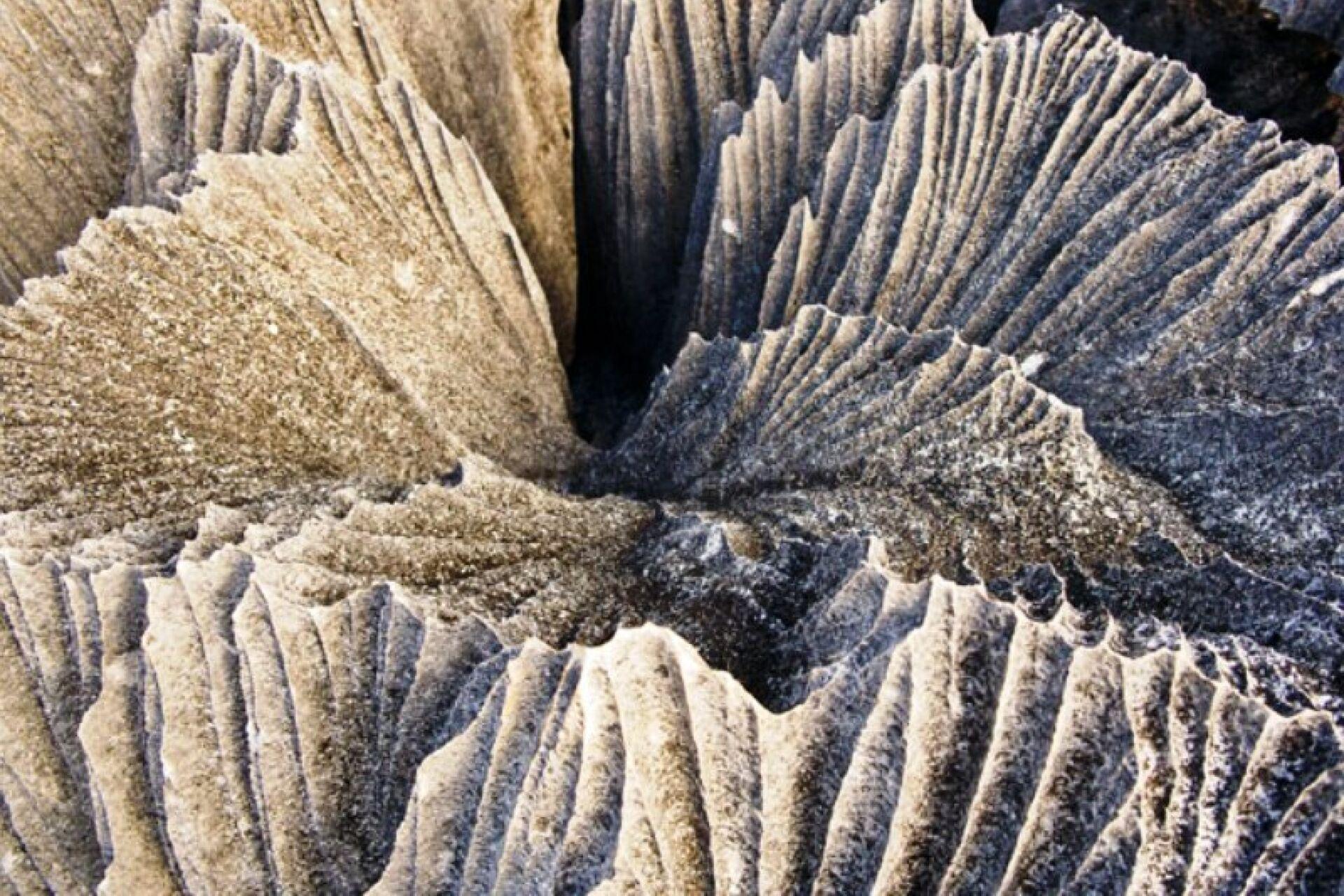 madagascar_venis_8.jpg