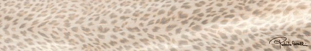 530326 Conchiglia Lapp/Rett Firma