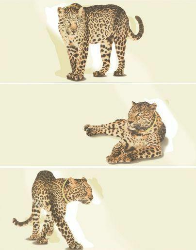 Comp. Leopard Cream   650H1RL
