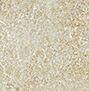 610090001626 Ivory Bottone