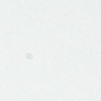 Beta Blanco